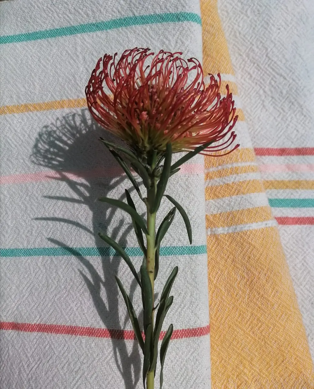 A selection of gourmet food products and preserves.